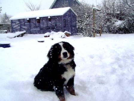 oppenheimer i sneen 2009